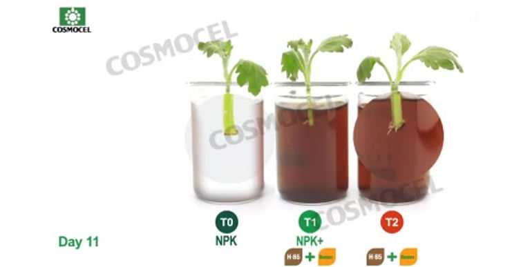 COSMOCEL H-85+Rootex 11 Dic 2013 OK